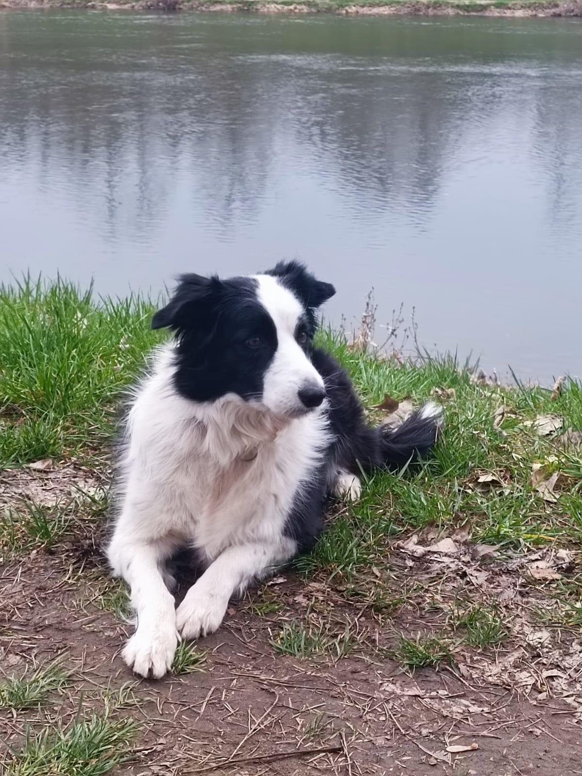 Štěně border kolie bez pozadí s osobou